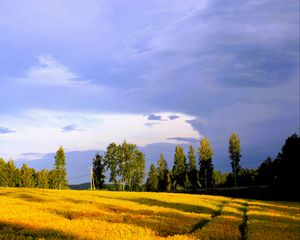 Превью обои пейзаж, поле, лето, деревья, небо, облака