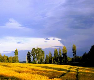 Превью обои пейзаж, поле, лето, деревья, небо, облака