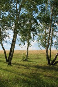 Превью обои пейзаж, поле, луг, поляна, трава, зелень, лето, июль, казахстан