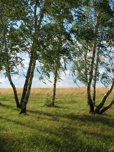 Превью обои пейзаж, поле, луг, поляна, трава, зелень, лето, июль, казахстан