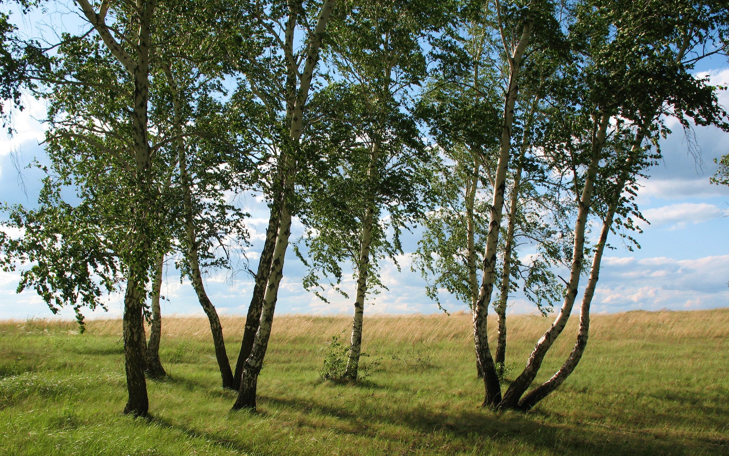 Деревья Казахстана