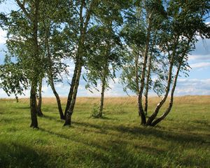 Превью обои пейзаж, поле, луг, поляна, трава, зелень, лето, июль, казахстан