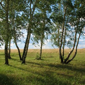 Превью обои пейзаж, поле, луг, поляна, трава, зелень, лето, июль, казахстан