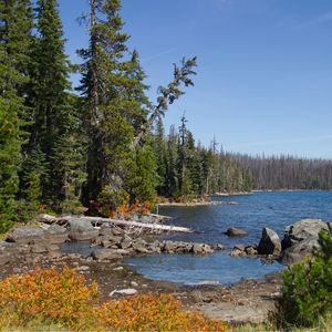 Превью обои пейзаж, пруд, лес, деревья