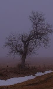 Превью обои пейзаж, туман, дерево, дорога, зима, снег, природа