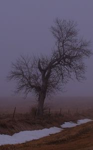 Превью обои пейзаж, туман, дерево, дорога, зима, снег, природа