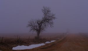 Превью обои пейзаж, туман, дерево, дорога, зима, снег, природа
