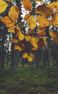 Превью обои пейзаж, ветка, листья, осень, лес, мох