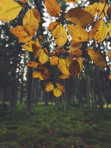 Превью обои пейзаж, ветка, листья, осень, лес, мох