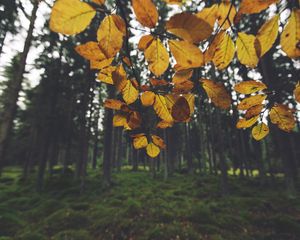 Превью обои пейзаж, ветка, листья, осень, лес, мох