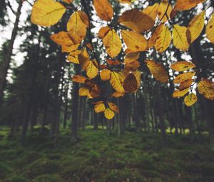 Превью обои пейзаж, ветка, листья, осень, лес, мох