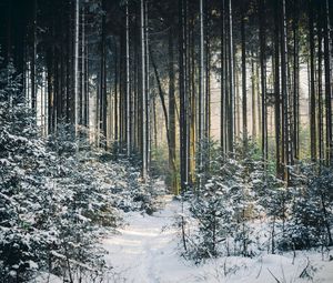 Превью обои пейзаж, зима, снег, лес, природа