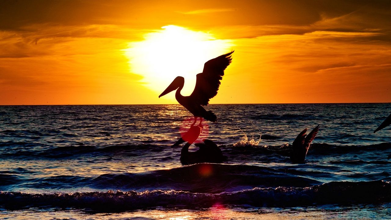 Обои пеликан, аист, пейзаж, море, полет, закат