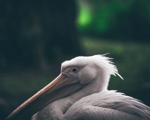 Превью обои пеликан, клюв, птица