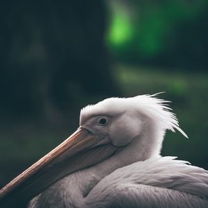 Превью обои пеликан, клюв, птица