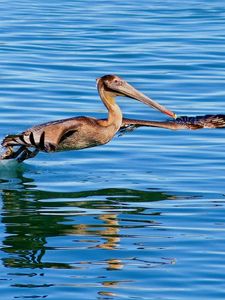 Превью обои пеликан, птица, море, вода, плавать, полет