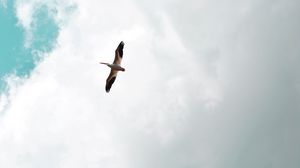 Превью обои пеликан, птица, полет, крылья, небо