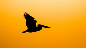 Превью обои пеликан, птица, силуэт, темный, лететь