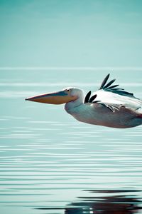 Превью обои пеликан, птица, вода, поверхность, полет