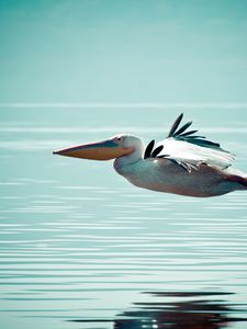 Превью обои пеликан, птица, вода, поверхность, полет