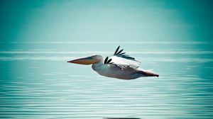 Превью обои пеликан, птица, вода, поверхность, полет