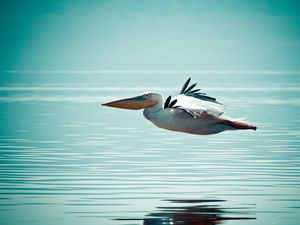 Превью обои пеликан, птица, вода, поверхность, полет