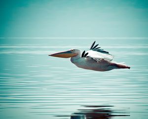 Превью обои пеликан, птица, вода, поверхность, полет