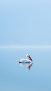 Превью обои пеликан, птица, вода, минимализм