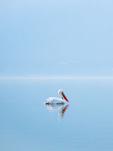 Превью обои пеликан, птица, вода, минимализм