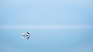 Превью обои пеликан, птица, вода, минимализм