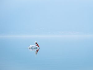 Превью обои пеликан, птица, вода, минимализм