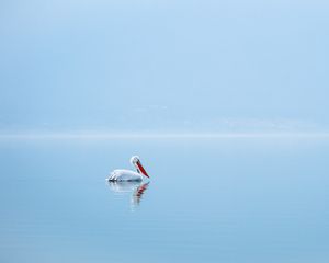 Превью обои пеликан, птица, вода, минимализм