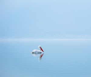 Превью обои пеликан, птица, вода, минимализм