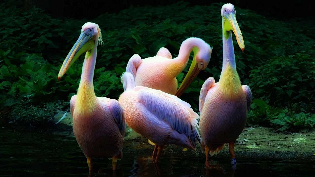 Обои пеликан, стая, розовый, вода, семья