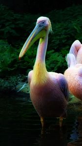 Превью обои пеликан, стая, розовый, вода, семья