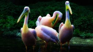 Превью обои пеликан, стая, розовый, вода, семья
