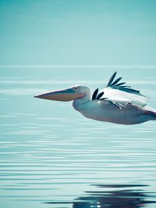Превью обои пеликан, вода, плавание, полет