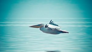 Превью обои пеликан, вода, плавание, полет