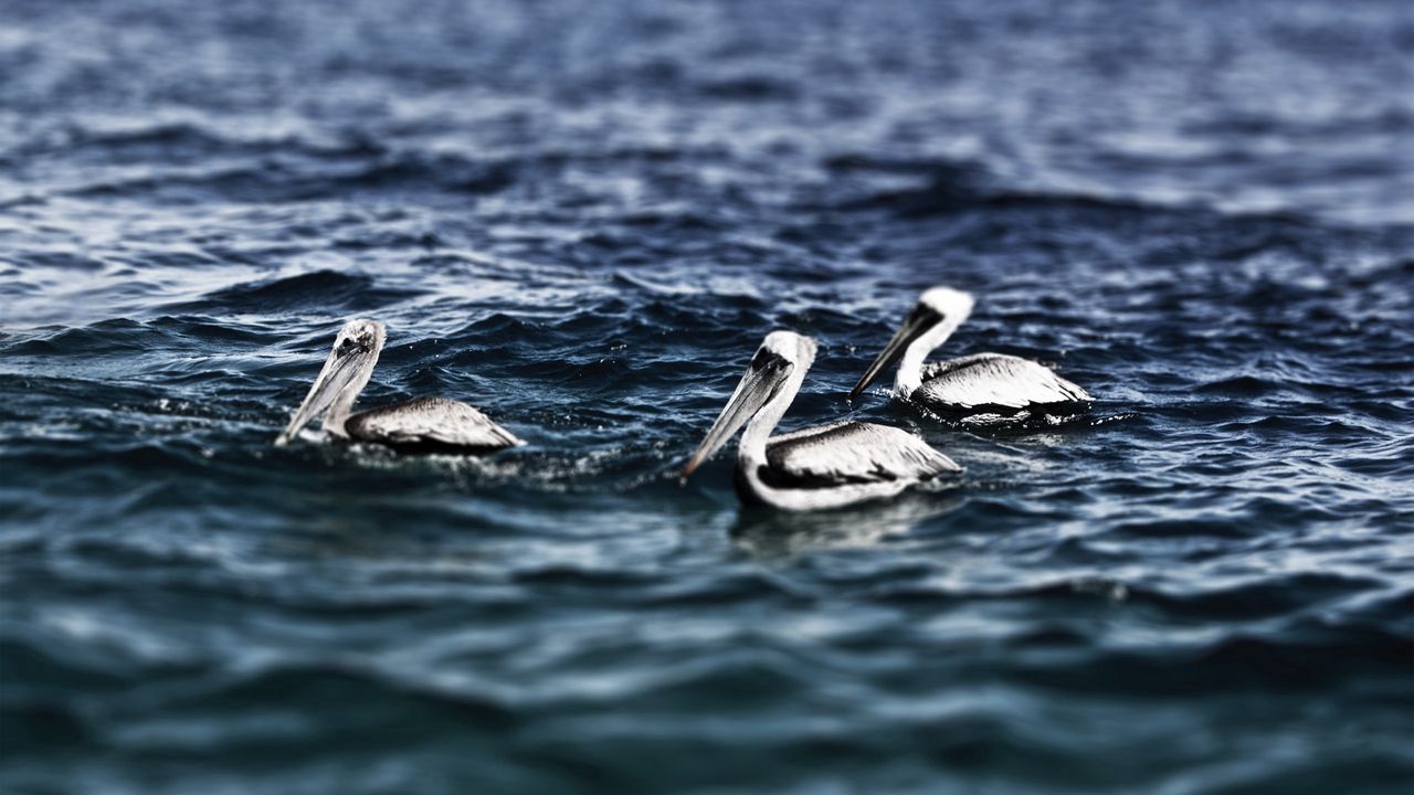 Обои пеликаны, море, вода, плавание, птицы
