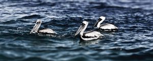 Превью обои пеликаны, море, вода, плавание, птицы
