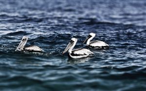 Превью обои пеликаны, море, вода, плавание, птицы