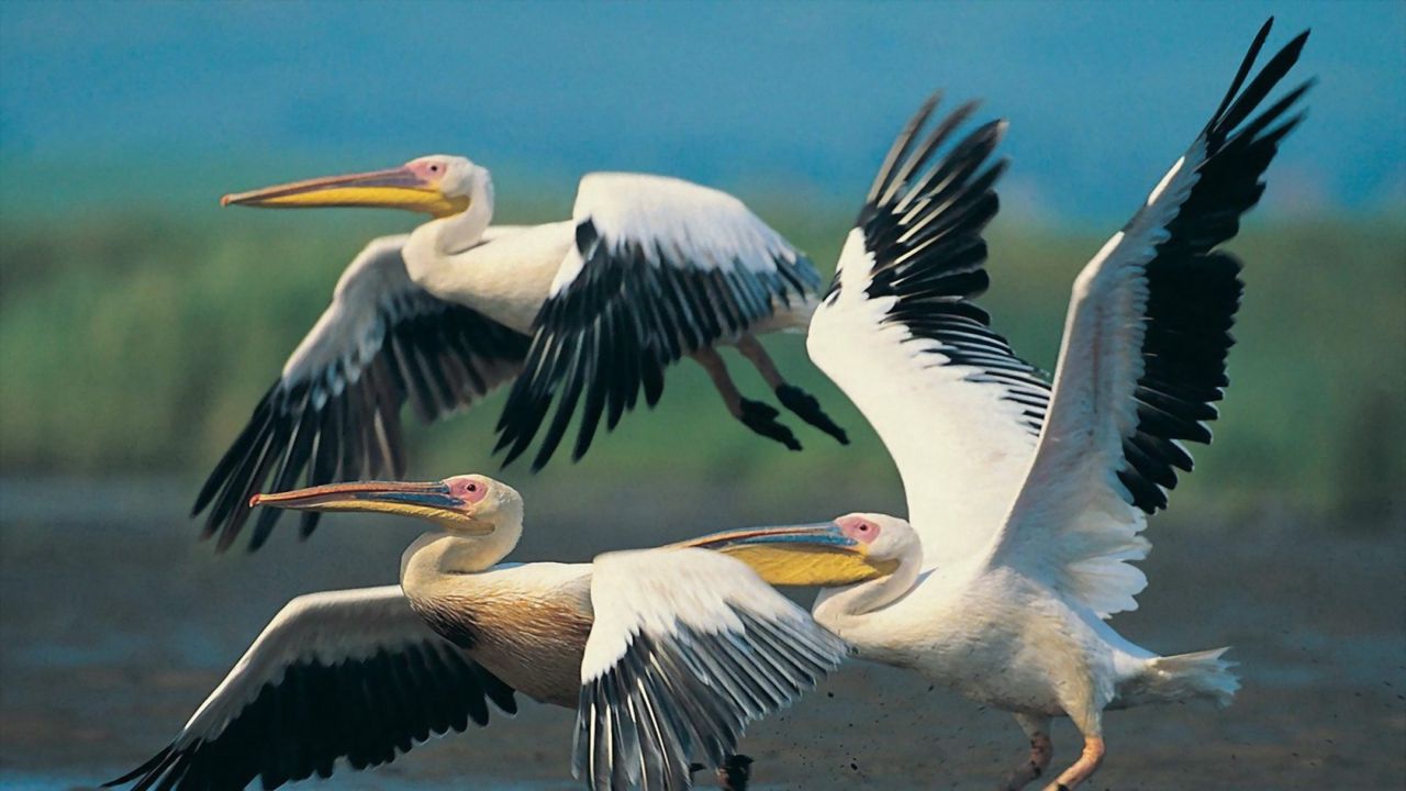 Обои пеликаны, полет, крылья, взмах