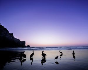 Превью обои пеликаны, птицы, силуэты, море, берег, темный