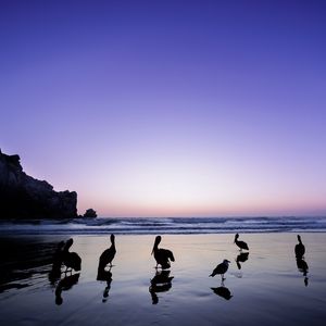 Превью обои пеликаны, птицы, силуэты, море, берег, темный