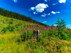 Превью обои пень, трава, цветы, деревья, лес, природа