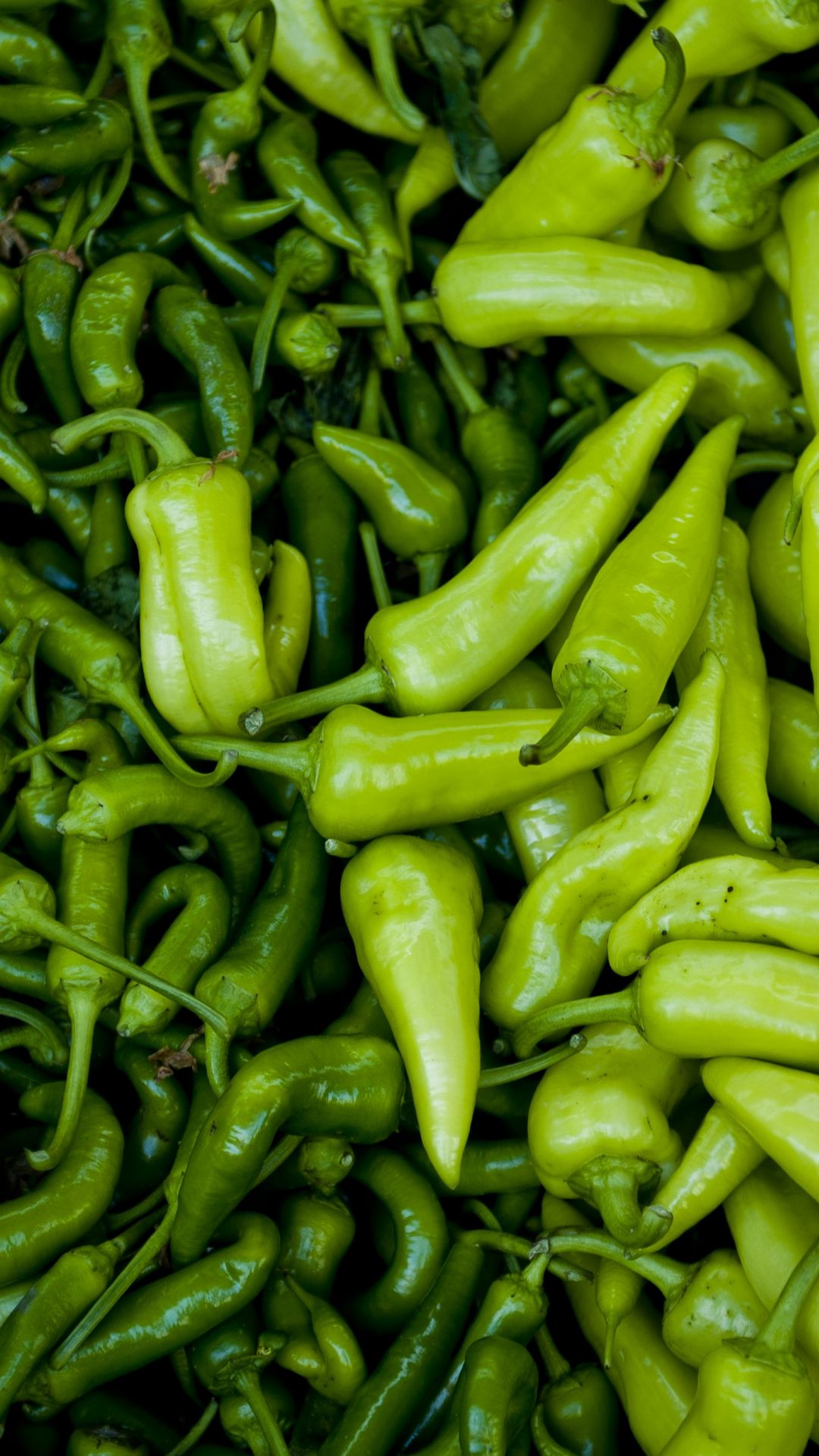 Перец болгарский зеленый фото. Зеленый перец вытянутый. Перец зелёный болгарский. Если снять зеленый перец он покраснеет. Если снять зеленый перец он покраснеет.