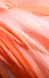 Превью обои перья, фламинго, птица, розовый, капли, мокрый