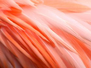 Превью обои перья, фламинго, птица, розовый, капли, мокрый