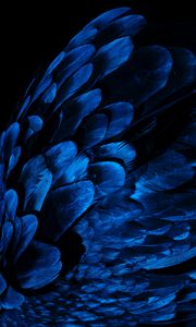 Превью обои перья, крыло, синий, темный