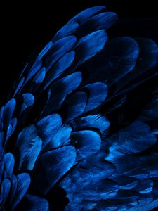 Превью обои перья, крыло, синий, темный